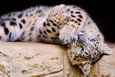 Snow Leopard HD Images Wallpapers Attachment 8213 Amazing Wallpaperz