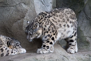 Snow Leopard Full HD Wallpapers