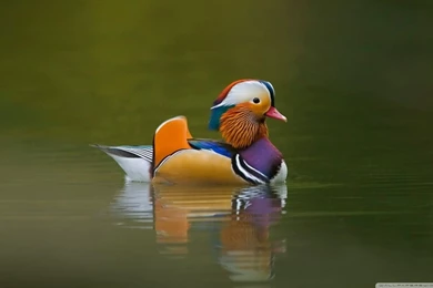 Mandarin Duck HD Desktop Wallpapers : High Definition : Fullscreen ...