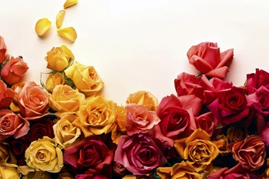 Pictures Of Flowers Roses And Wallpapers Download