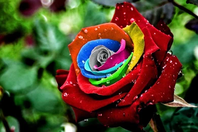 Colorful Rose Wallpapers HD HD Wallpaper Backgrounds Of Your Choice