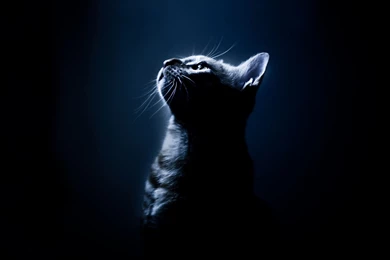 Cat On A Black Backgrounds Wallpapers And Images Wallpapers ...