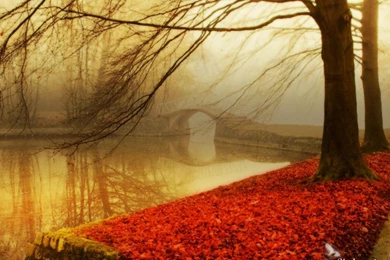 Autumn 1080P, Trees, Reflection, 1920x1080 HD Wallpapers And FREE ...