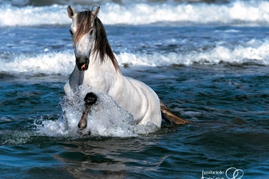 Gallery For Horse Wallpapers For Computers Free