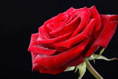 Red Rose HD Wallpapers HD Images New