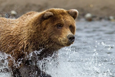 Free Download Brown Bear HD Wallpapers – Simply High Definition ...