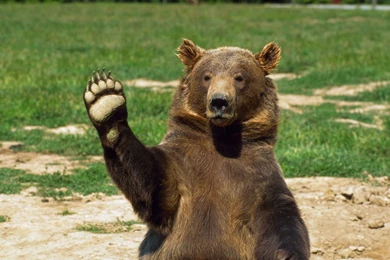 Brown Bear Wallpapers