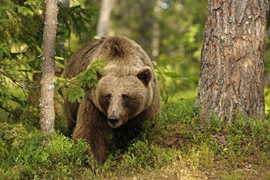 Brown Bear Wallpaper Images