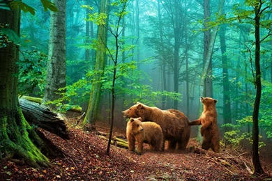 Brown Bears in the Forest Wallpaper.jpg