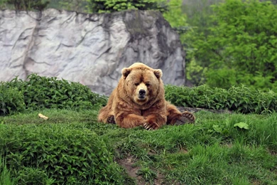 Full HD 1080p Bear Wallpapers HD, Desktop Backgrounds 1920x1080 ...