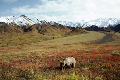 The Brown Bear In The Meadow HD Wallpapers
