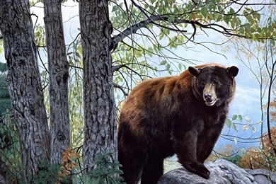 Bear Desktop Wallpapers , New Wallpapers, New Wallpapers