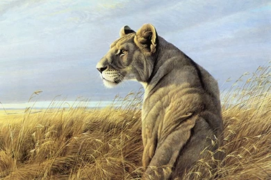 Gallery For Drawing Of Animals Wallpapers