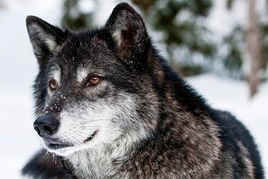 Gallery For Wild Animals Wallpapers Free Download