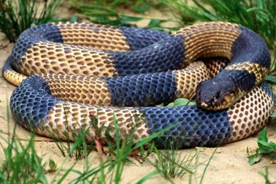 Big Snake HD Wallpapers