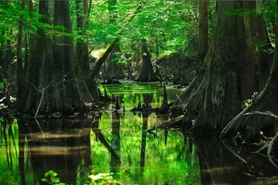 Forest Tree Swamp Wallpapers