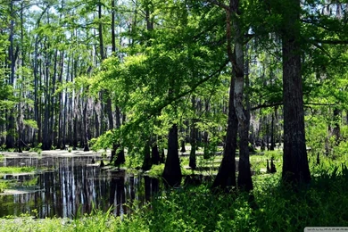 Swamp Wallpapers