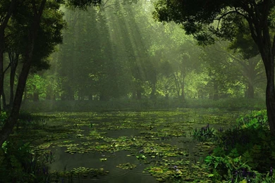 Sunlit Swamp, Forest, Tree, Nature, 1920x1080 HD Wallpapers And ...