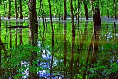 Green Swamp Wallpapers