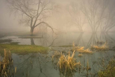 Forest Fog Swamp Wallpapers (
