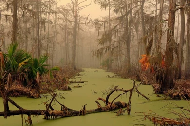 Louisiana Swamp Wallpapers Nature Wallpapers