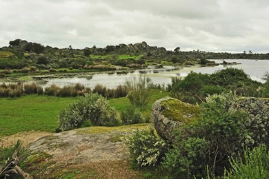 Green Swamp Wallpapers Nature Wallpapers