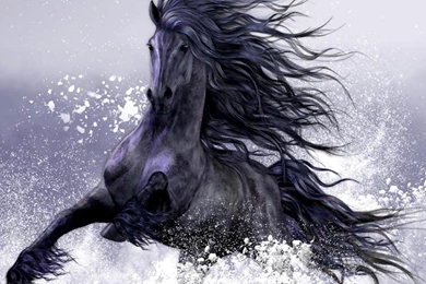 Winter Play Horse Wallpapers (