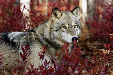 Gray Wolf Wallpapers Wallpapers Cave