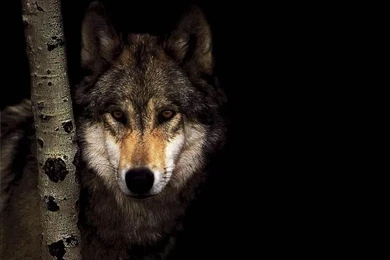 Grey Wolf « Free Wallpapers 1024x768 Download Desktop Pictures HD