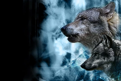 DeviantArt: More Like Wolf Wallpapers By Wolf Lovers
