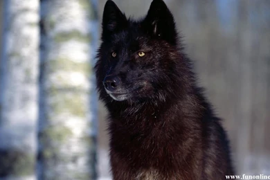 Gallery For Black Wolf White Wolf Wallpapers