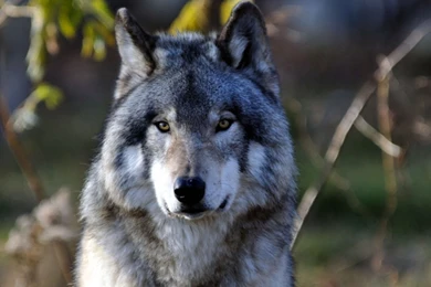 Gray Wolf Wallpapers