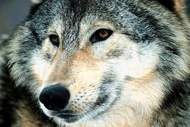 Up Close Wolves Wallpapers (7896534) Fanpop