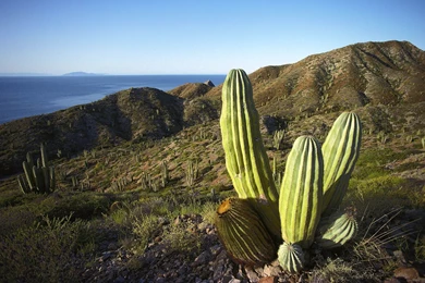 Mexico Cactus Tequila Wallpapers And Images Wallpapers, Pictures ...