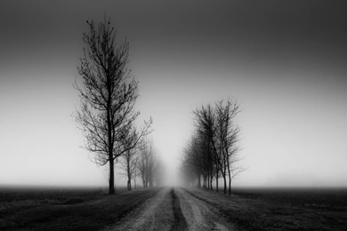 Nature Landscapes Trees Fog Black Sky Mood Wallpapers