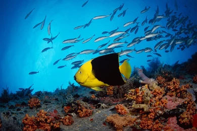 Gallery For Free Desktop Wallpaper Backgrounds Widescreen