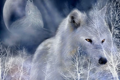 White Wolf Wallpapers All Wallpapers New