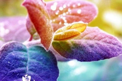 Nature Flowers Mobile Wallpapers Mobiles Wall