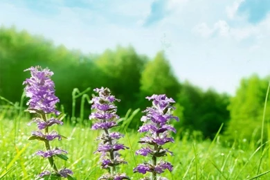 Free Download Nature Wallpapers For Mobile Wallpapers HD Wide