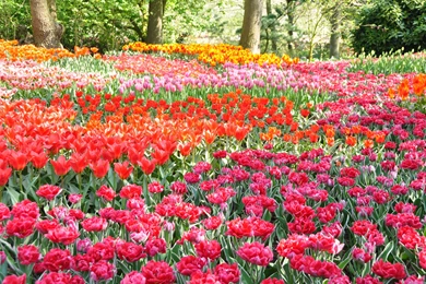Flower Garden: Flower Garden Wallpapers Flower Garden Images Cool ...