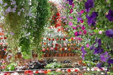 Beautiful Flower Garden Wallpapers