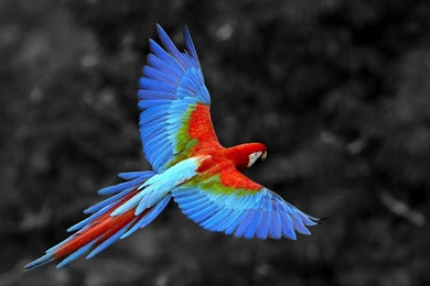 Parrot Wallpaper Animals.jpg