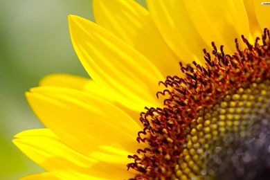 Sunflower Desktop Wallpapers Free Wallpapers Cave