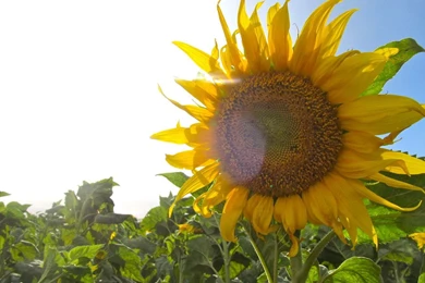 21603) Sunflower Tumblr Desktop Backgrounds Wallpapers Attachment ...