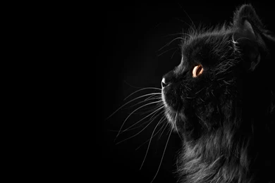 Fluffy Black Cat On A Black Backgrounds Wallpapers And Images ...