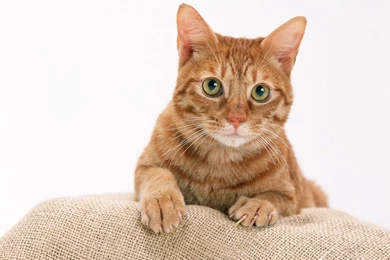 Animals Beautiful Sweet Great Funny Cute Cat Backgrounds Free ...