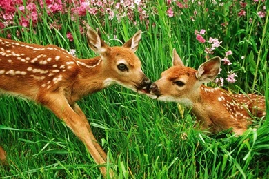 Baby Deer HD Wallpapers