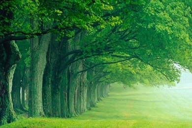 World Visits: Green Forest Best Wallpaper Images