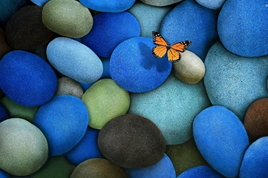 Viceroy Butterfly On Blue Pebbles Wallpapers Animal Wallpapers ...