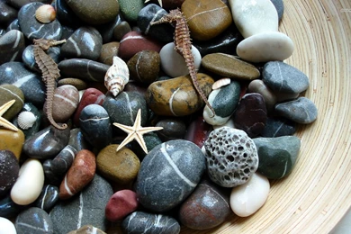 Pebbles And Shells Wallpapers Artistic Wallpapers